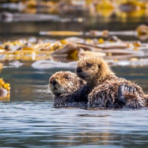 Sea Otter Mom & Pup