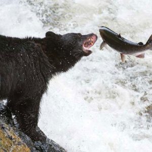 Black Bear with Salmon