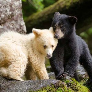 Black & White Bear Siblings
