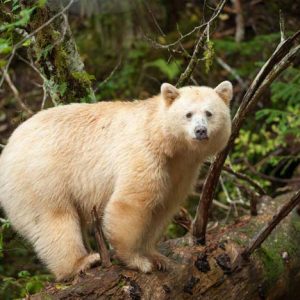 Spirit Bear On Log