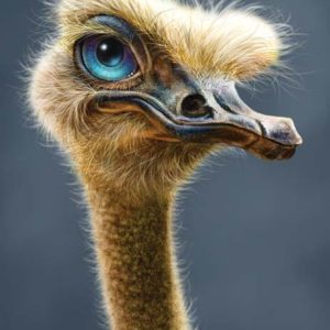 Ostrich