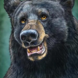Black Bear