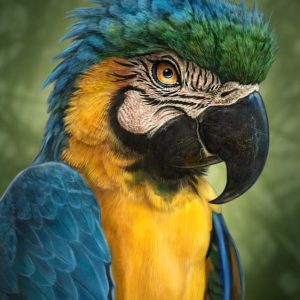 Parrot