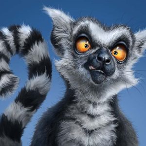 Ring Tail Lemur