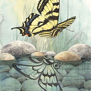 Butterfly Reflection