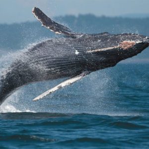 Breaching Humpback