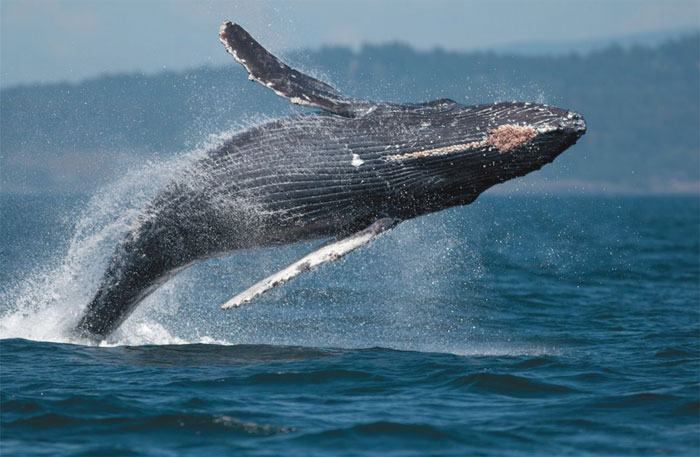 Breaching Humpback