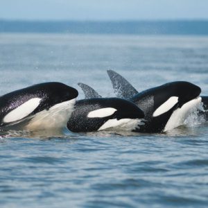 Syncronicity (Orcas)