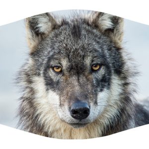 Wolf Profile