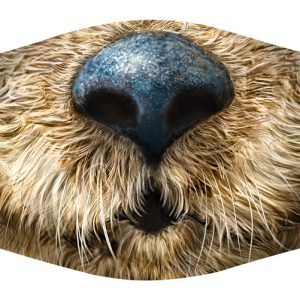 Otter (Face Close-up)