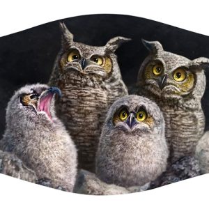One In Every Family (Owls)