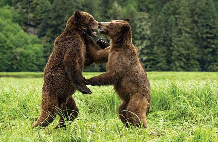 Bear Dance