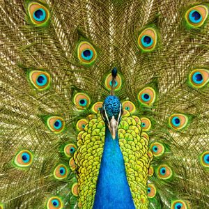 Peacock