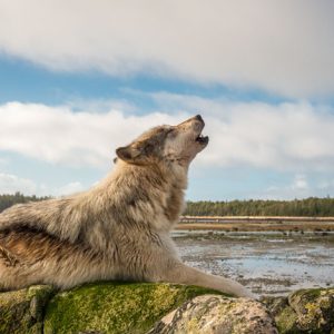 Wolf Howl
