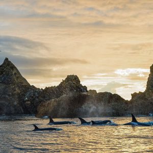 Bigg's Killer Whales